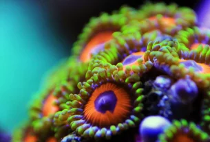 Creating a Healthy Environment with Corals