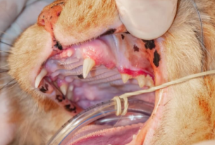 Cat Dental Extraction