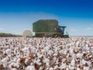 Proper maintenance not only improves the efficiency and reliability of your cotton