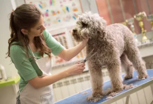 A Beginner’s Guide To Becoming A Dog Groomer In Georgia