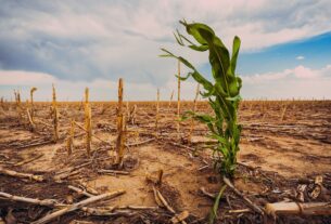 How Are Extreme Weather Patterns Changing the Way We Grow Food