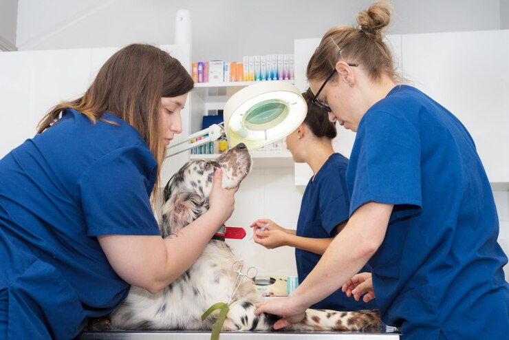 Veterinary Hospitals