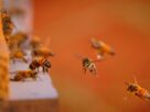 Honey
