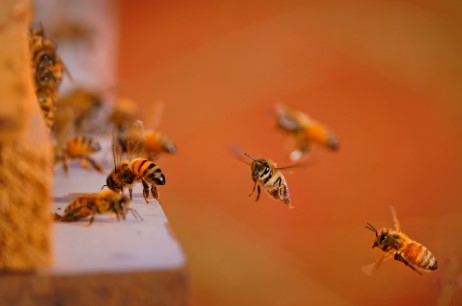 Honey