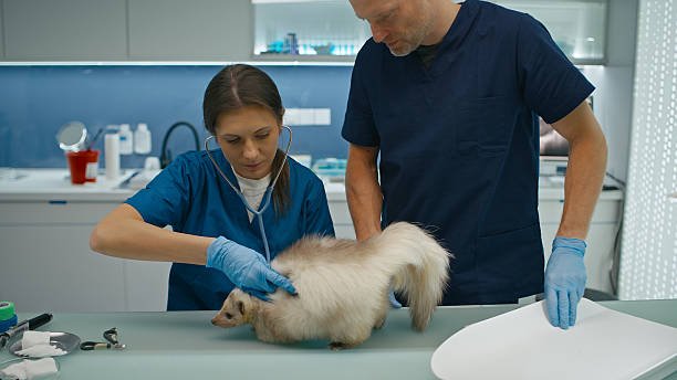 Animal Hospitals