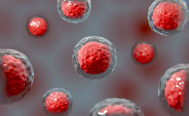 Stem Cell Thalassemia