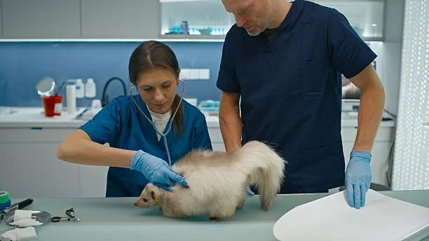Animal Hospitals